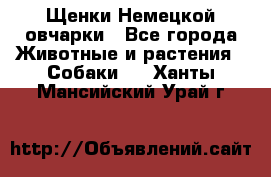 Щенки Немецкой овчарки - Все города Животные и растения » Собаки   . Ханты-Мансийский,Урай г.